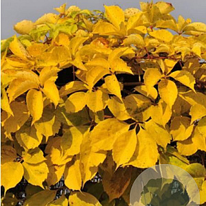 Parthenocissus q. 'Yellow Wall' 200-250 cm 20L 3 stok