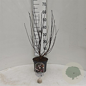 Physocarpus opulif. Diable d'Or 30-40 cm 3,0L