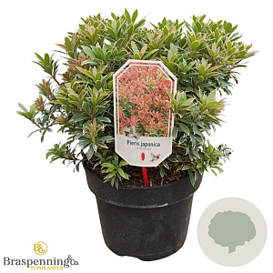 Pieris jap. 'Little Heath' 30-40 cm 5,0L struik