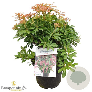 Pieris jap. 'Passion' 30-40 cm 5,0L struik