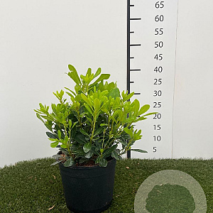 Pittosporum tob. 'Nanum' 30-40 cm 3,0L