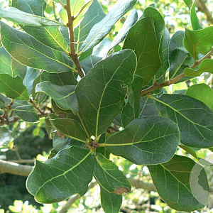 Quercus myrtifolia 200-250 cm cont. 130L