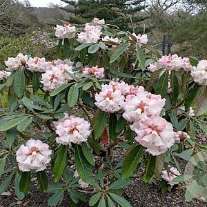 Rhododendron (AJ) 'Am. Leonardslee' 20-25 cm 2,0L