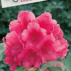 Rhododendron 'Anna Rose Whitney' 30-40 cm 5,0L struik
