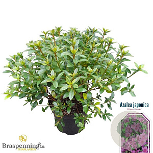 Rhododendron (AJ) 'Blue Danube' 25-30 cm 4,0L