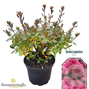 Rhododendron (AJ) 'Conny' 20-25 cm 2,0L