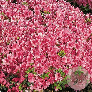 Rhododendron (AJ) 'Michiko' 25-30 cm 2,0L