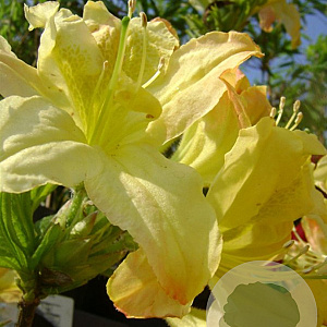 Rhododendron (AK) 'Harvest Moon' 40 cm 5,0L
