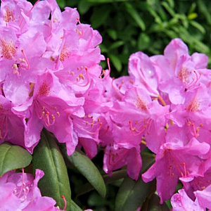 Rhododendron (AI) 'Peter Ann' 20-25 cm 3,0L