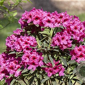 Rhododendron (AJ) 'Sibelius' 30-40 cm 5,0L struik