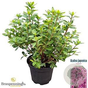 Rhododendron (AJ) 'Violetta' 20-25 cm 2,0L