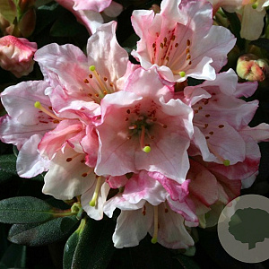 Rhododendron 'Wee Bee' 30 cm 5,0L