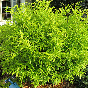 Salix udensis 'Golden Sunshine' 150-175 cm 20L