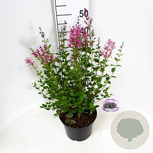 Syringa Bloomerang Pink Perfume 40-50 cm 5,0L