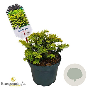 Taxus b. 'Summergold' 20-25 cm 2,0L
