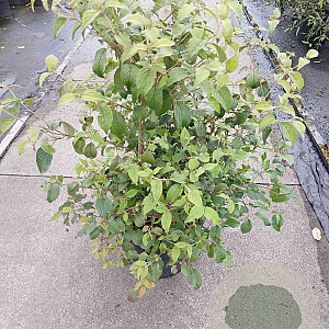Viburnum plic. 'Summer Snowflake' 80-100 cm 20L