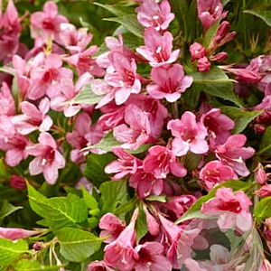Weigela Picobella Rosa 40-50 cm 5,0L