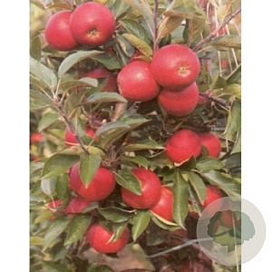 Malus d. 'Elstar' 12-14 cm draadkluit 50 cm stam 5 etages lage leivorm