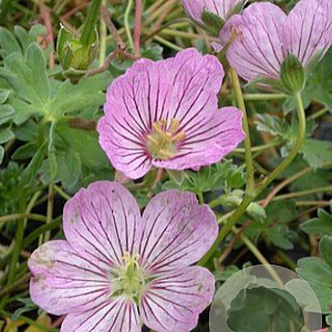 Geranium 'Alice' GM P9