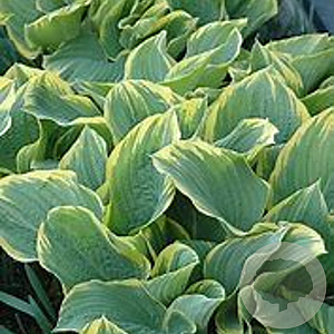 Hosta 'Sagae' GM P9