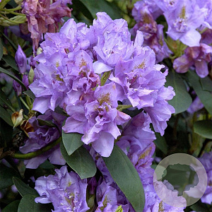Rhododendron 'Fastuosum Flore Pleno' 30-40 cm 5,0L struik