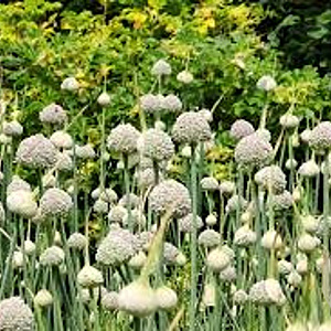 Allium Ping Pong 5-6 cm verpakt per 100