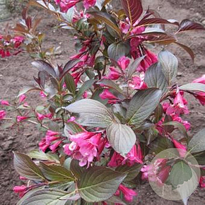 Weigelia florida ' Alexandra'  ® 30-40 cm 3,0L