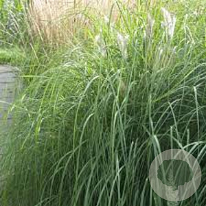 Pennisetum al. 'Japonicum' GM P9 BIO