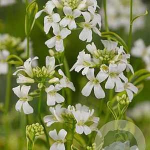 Arabis f.-c. 'Old Gold' GM P9