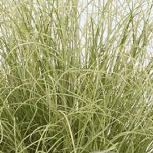 Carex comans 'Amazon Mist' GM P9