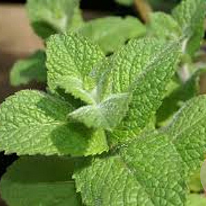 Mentha suaveolens 'Apfel' GM P9