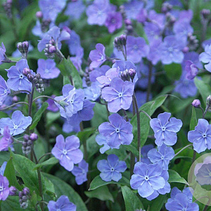 Omphalodes capp. 'Cherry Ingram' GM P9