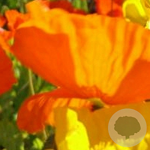 Papaver nud. 'Gartenzwerg' GM P9