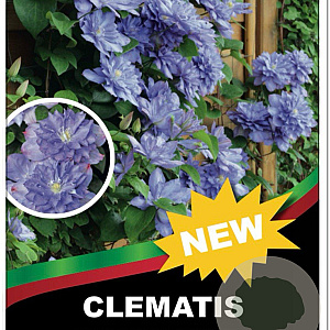 Clematis 'Blue Explosion' 90 cm 5,0L rek