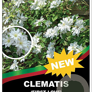 Clematis (A) 'First Love' 90 cm 5,0L rek