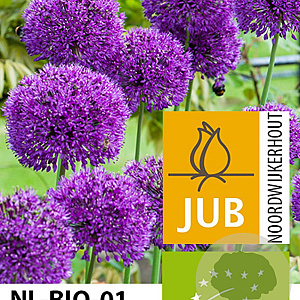 Allium 'Purple Sensation' 12-14 cm verpakt per 100
