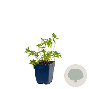 Geranium 'Brookside' GM  P11
