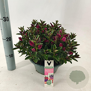 Hebe Hebepetita Red 15 cm 5,0L compact