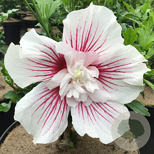 Hibiscus syr. Starburst Chiffon 50-60 cm 7,5L