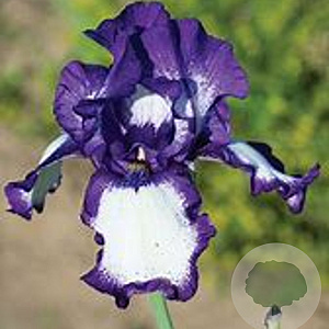 Iris (G) 'Stepping Out' GM P9