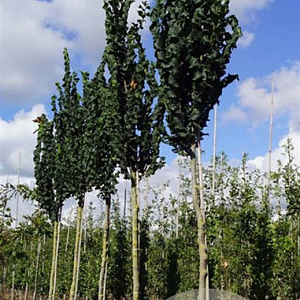 Ulmus glabra 'Exoniensis' 20-25 HO draadkluit
