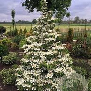 Viburnum plic. Kilimandjaro 90 cm stam 15L 3jr.kroon