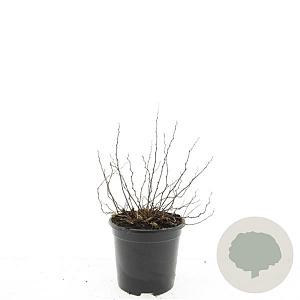 Spiraea decumbens GM C1.3
