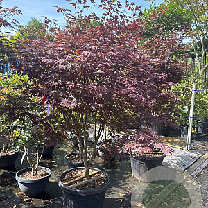 Acer pal. 'Red Flash' 150-175 cm cont. 55L
