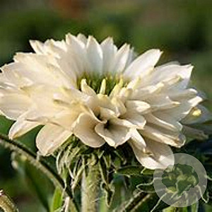 Echinacea Suns.White Perfection GM P9