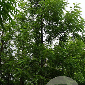 Juglans nigra 25-30 HO draadkluit