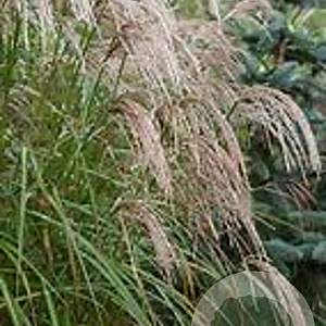Miscanthus sin. 'Kaskade' GM  P11