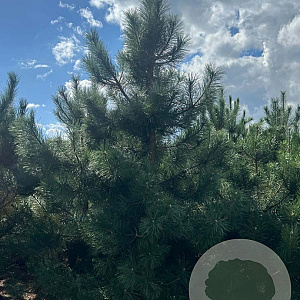Pinus nigra nigra 250-300 cm draadkluit solitair