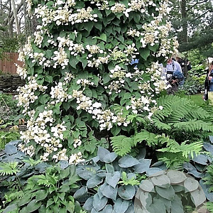 Schizophragma hydrangeoides 50-60 cm 2,5L