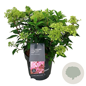 Hydrangea pan. Living Little Love 50-60 cm 14L